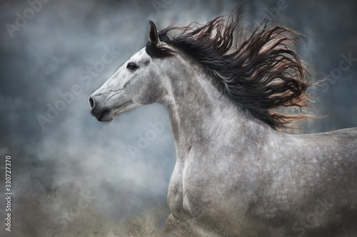 White horse portrait with long mane on dark background