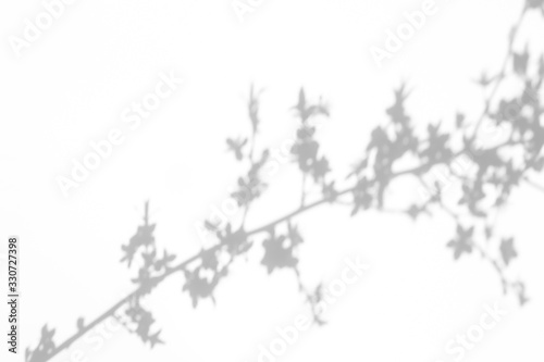 Overlay effect for photo. Gray shadows of cherry tree blooming branches on a white wall. Abstract neutral nature concept background for design presentation