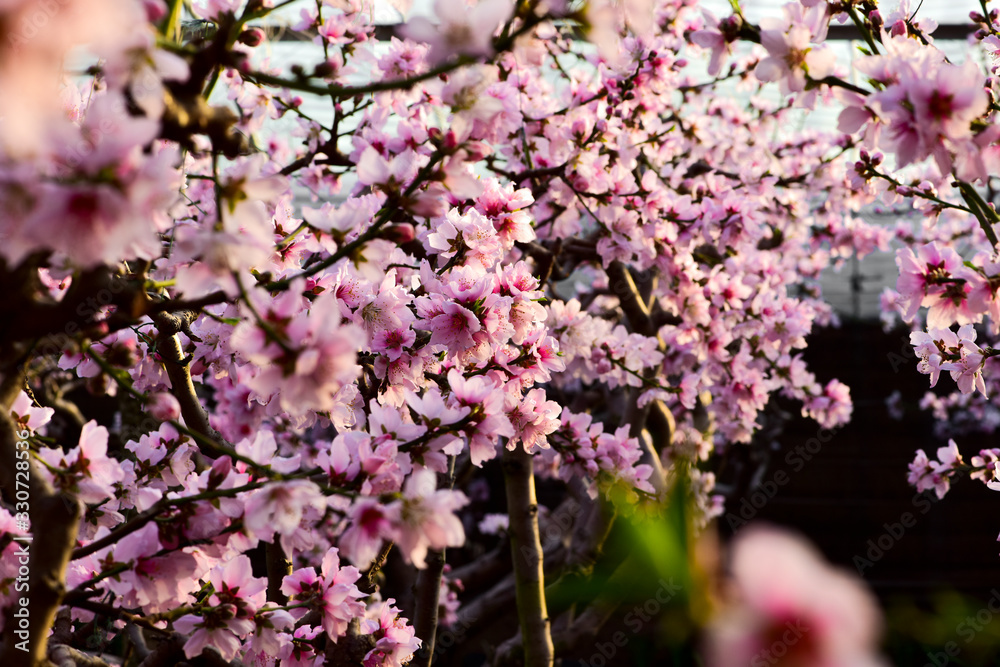 In winter, the peach trees were covered with peach blossoms