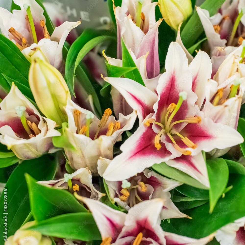 Obraz premium Close up of white-pink lilies with yellow stamens