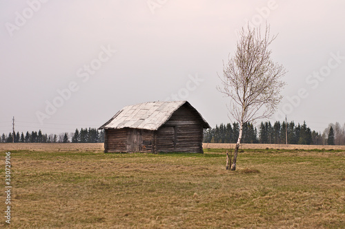 A timbered old hay shed stands in a field in the fall, birch grows nearby.