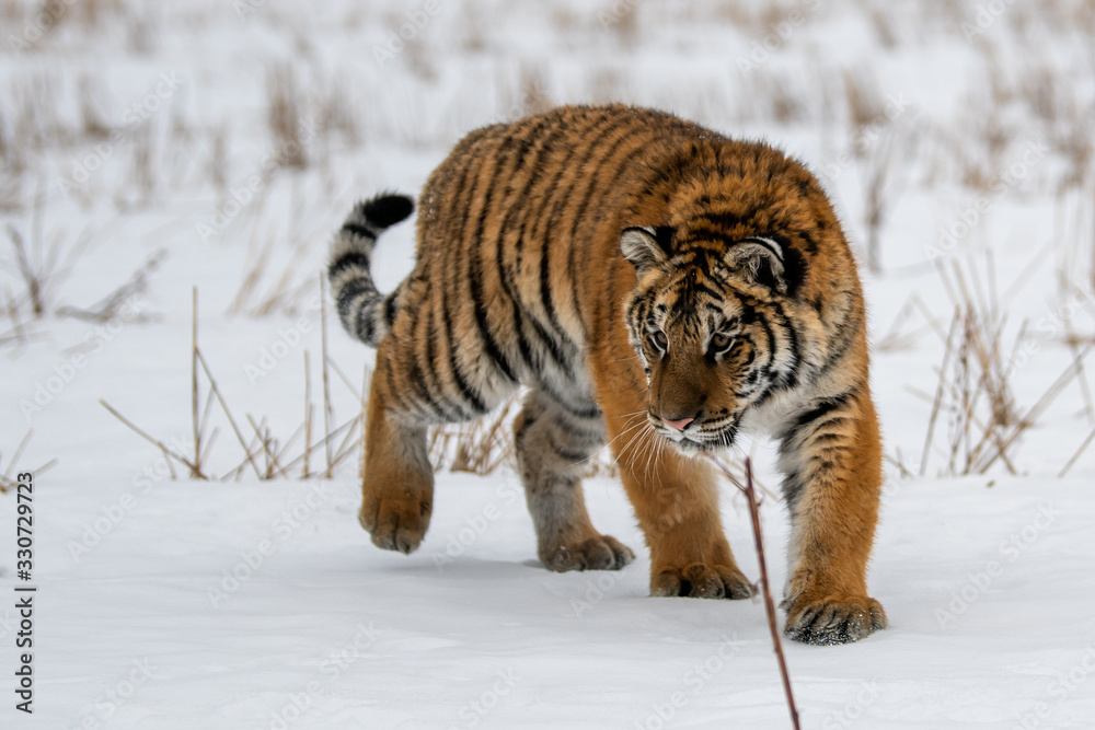 Obraz premium Siberian Tiger running in snow. Beautiful, dynamic and powerful photo of this majestic animal. Set in environment typical for this amazing animal. Birches and meadows
