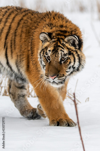 Siberian Tiger running in snow. Beautiful, dynamic and powerful photo of this majestic animal. Set in environment typical for this amazing animal. Birches and meadows