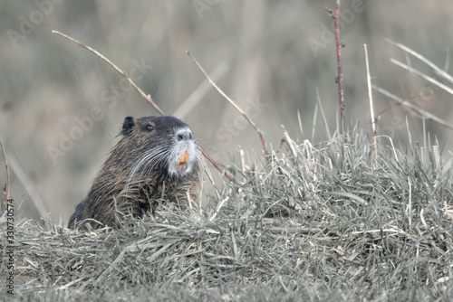 Nutria