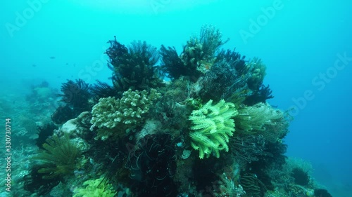 Majestic colorful feather star crinoids on the coral reef. Flower of the coral seas. photo