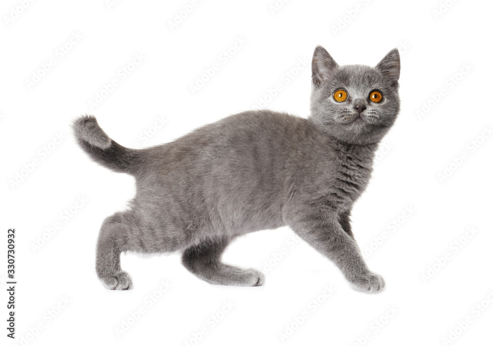 gray British Shorthair Kitten   isolated on white background