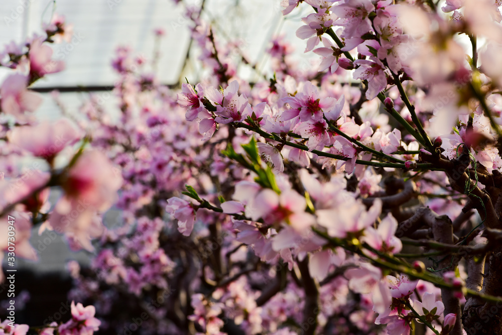 In winter, the peach trees were covered with peach blossoms In winter, the peach trees were covered with peach blossoms
