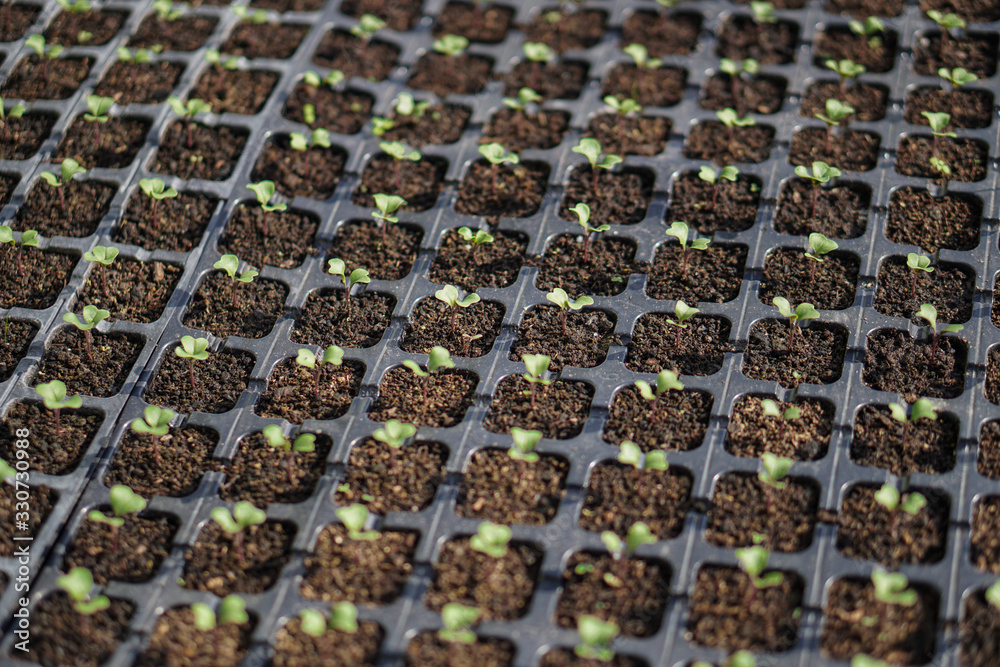 Obraz premium Sprouts of different plants in a greenhouse in pallets. The topic of business in the agronomy industry. Food growing industry for sale. Eco products without gmo