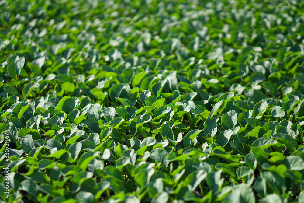Lush vegetation in the garden. Seedlings in the greenhouse of cabbage and lettuce. Green background for vegetarians. Lush vegetation in the garden. Seedlings in the greenhouse of cabbage and lettuce. Green background for vegetarians.