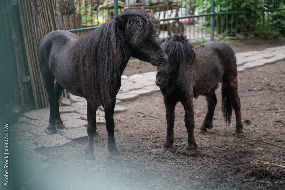 Horse in the paddock. Farm theme of animal breeding. Stock background for design Horse in the paddock. Farm theme of animal breeding. Stock background for design