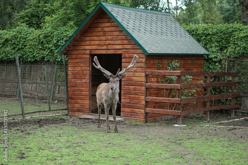 Deer in the cage of the zoo on the background of the house and trellises. Animal mockery. Hunting grounds.