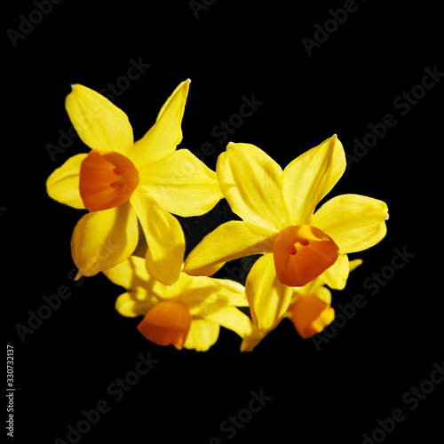 bouquet of yellow daffodils in the shape of a heart close up  on a black background isolate in the square for postcard, banner, gift card, printing