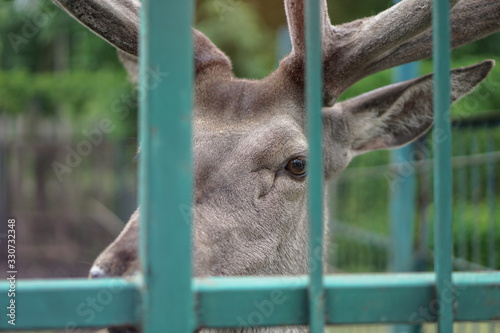 Deer in the cage of the zoo on the background of the house and trellises. Animal mockery. Hunting grounds.