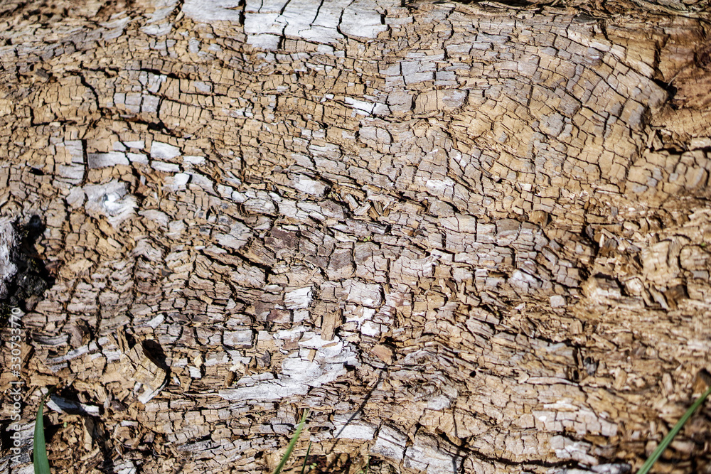 Decrepit texture of wood and sawdust. Stock background for design. Shattered materials