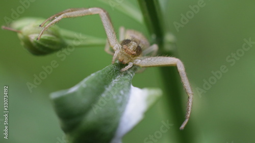 The common name crab spider, flower spiders or flower crab spiders.