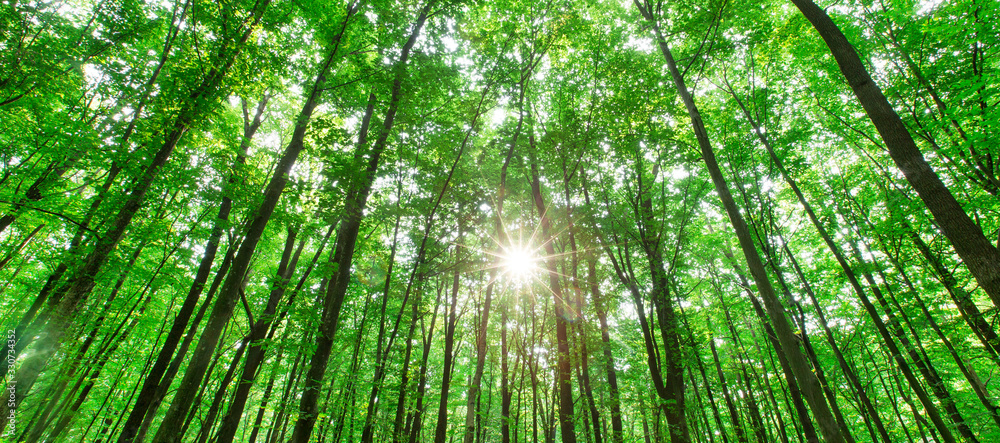 Forest trees. nature green wood sunlight backgrounds