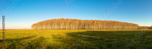 birch grove in the field in early spring