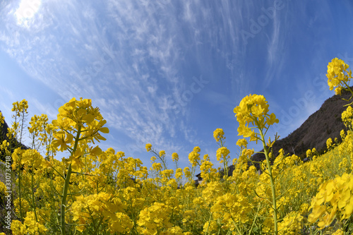 菜の花畑