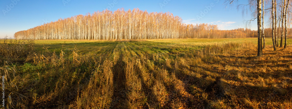 white birch grove on blue sky in early spring white birch grove on blue sky in early spring
