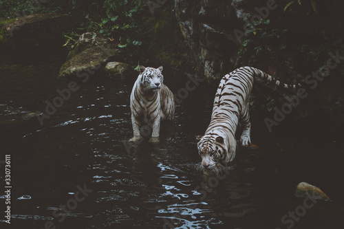 Singapore Zoo