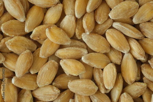 Spelled wheat. Photomicrograph of cereal used in the Mediterranean diet.