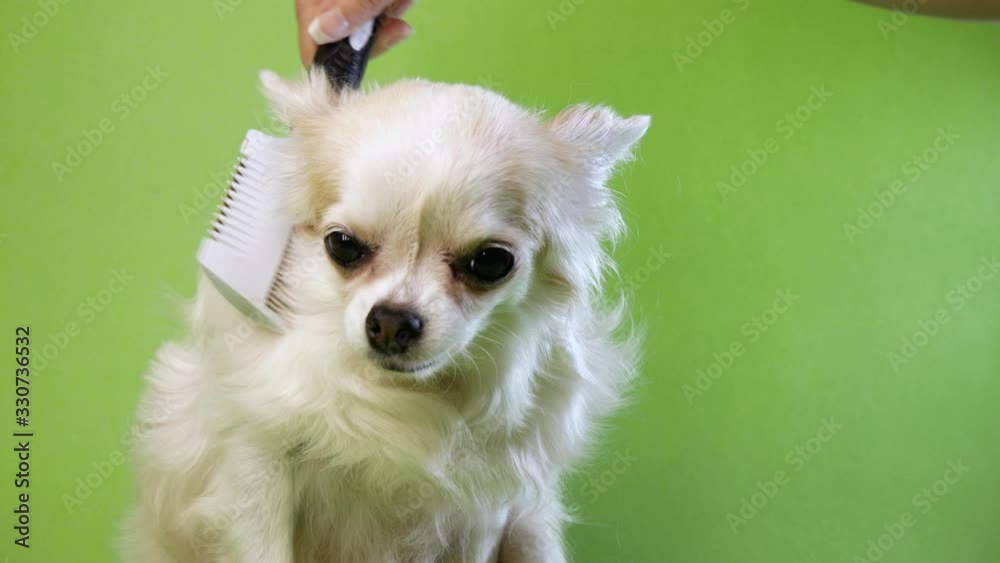 close up of a hand brushing white fluffy cute dog Chihuahua on a green background close up of a hand brushing white fluffy cute dog Chihuahua on a green background