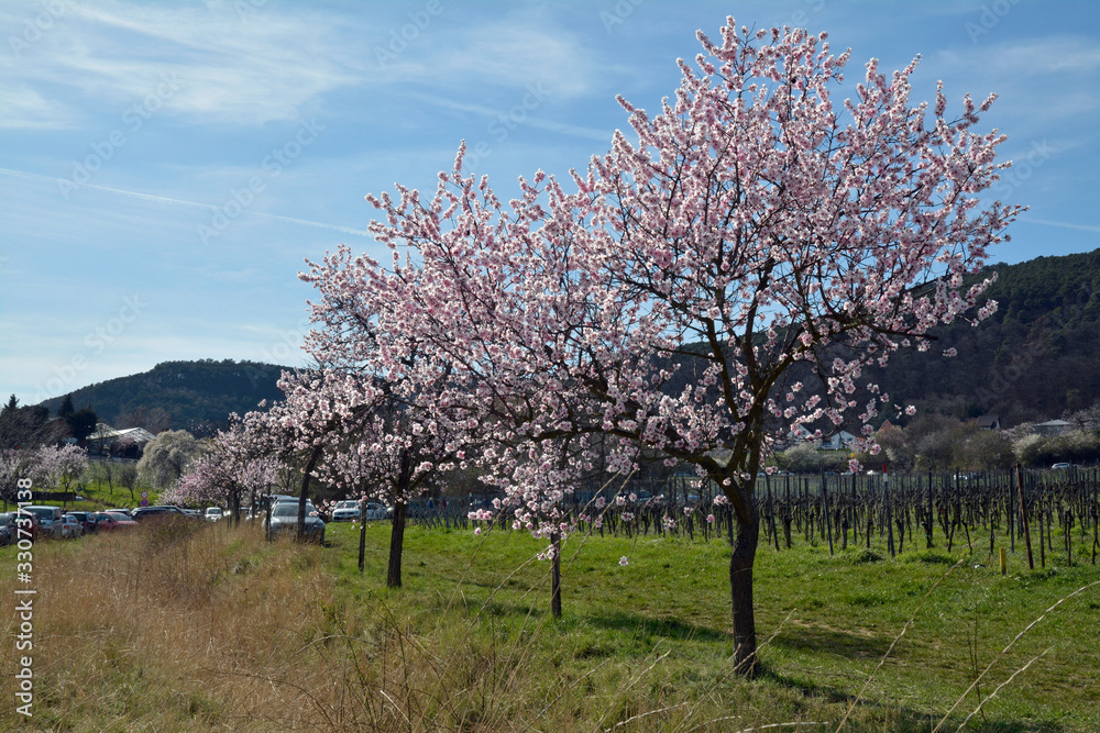 mandelblüte bei neustadt-gimmeldingen