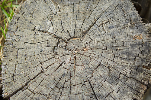 Hardwood logs and saw