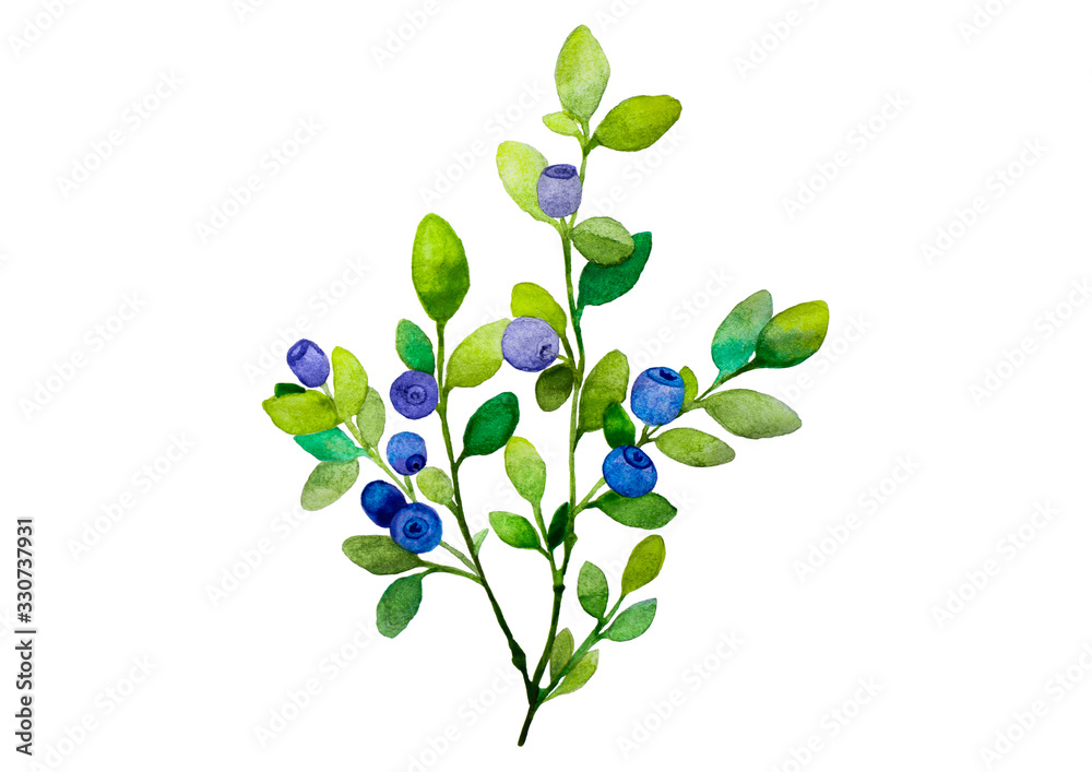 blueberry branches with green sprigs and blue and purple berries on a white background, isolated on a white background illustration of watercolor paints blueberry branches with green sprigs and blue and purple berries on a white background, isolated on a white background illustration of watercolor paints