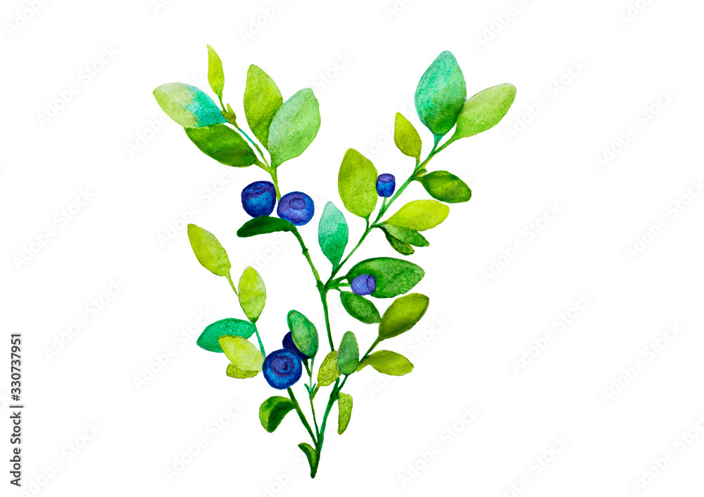 blueberry branches with green sprigs and blue and purple berries on a white background, isolated on a white background illustration of watercolor paints blueberry branches with green sprigs and blue and purple berries on a white background, isolated on a white background illustration of watercolor paints