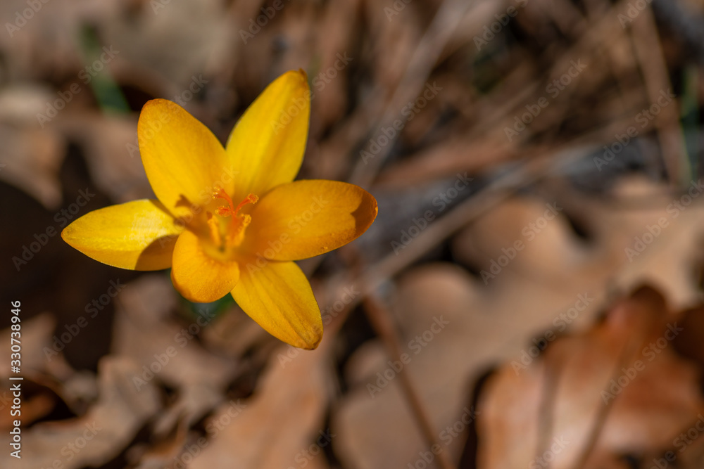 Yellow Crocus flower, selective focus and blurred last year's foliage background Yellow Crocus flower, selective focus and blurred last year's foliage background