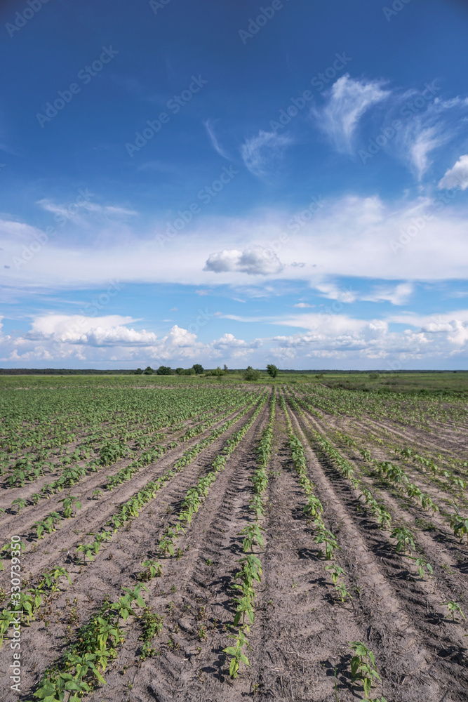 Planted crop farm field. The fertile land of the agricultural sector. food on black soil in the garden. Industrial stock theme