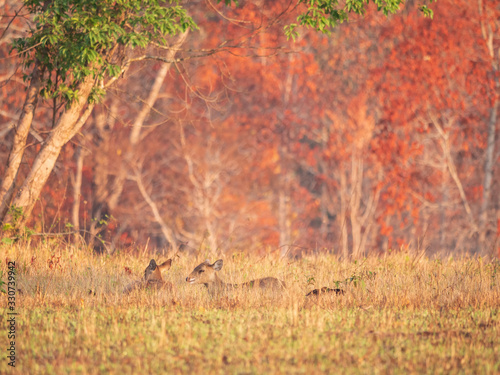 Herd hog deer (axis porcinus) female in forest in the morning time with sunrise. Animal Wildlife, Nature Autumn background Asia Thailand
