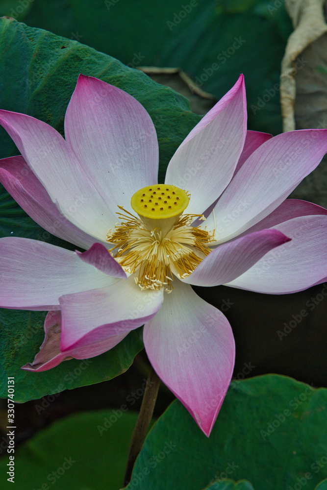 Lotus
