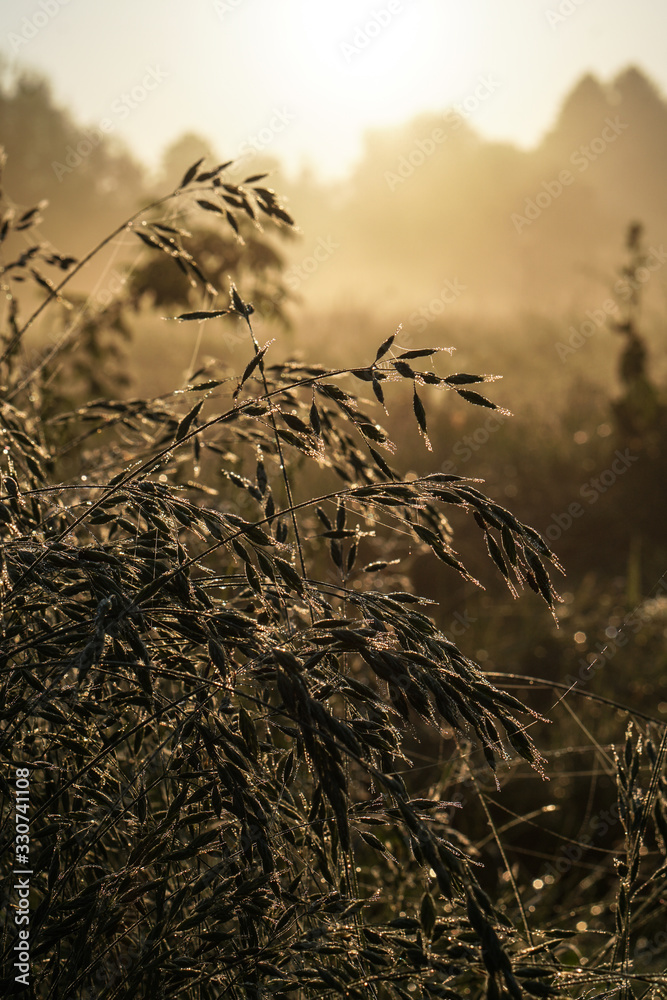 Obraz premium Beautiful morning landscape in light fog and the sun. Blades of grass and bushes glow in the evening. Stock nature background for design.