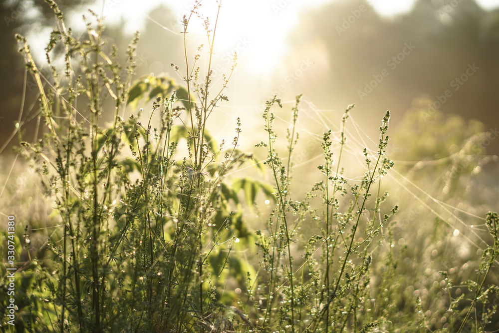 Beautiful morning landscape in light fog and the sun. Blades of grass and bushes glow in the evening. Stock nature background for design.