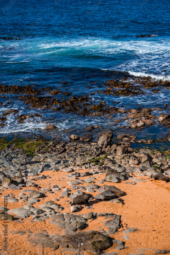 Rocky beach with sea lions lying on it and the sea in the background taken on a day with sun and clouds, New Zealand Rocky beach with sea lions lying on it and the sea in the background taken on a day with sun and clouds, New Zealand
