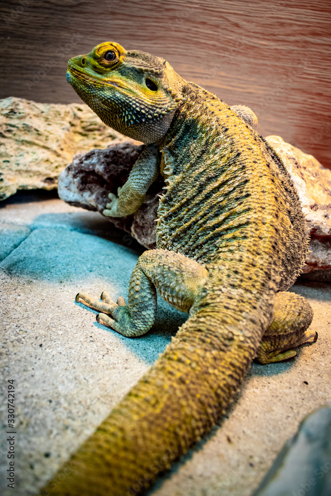 Bearded Dragon looking out of his terrarium, yellow and green coloured beardy lizard, adult male smiling bearded dragon also known as pogona Bearded Dragon looking out of his terrarium, yellow and green coloured beardy lizard, adult male smiling bearded dragon also known as pogona