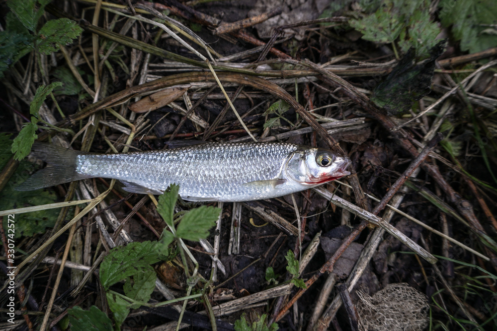 Caught fish on the ground among the branches and greenery. Tourist food on a hike. Caught fish on the ground among the branches and greenery. Tourist food on a hike.