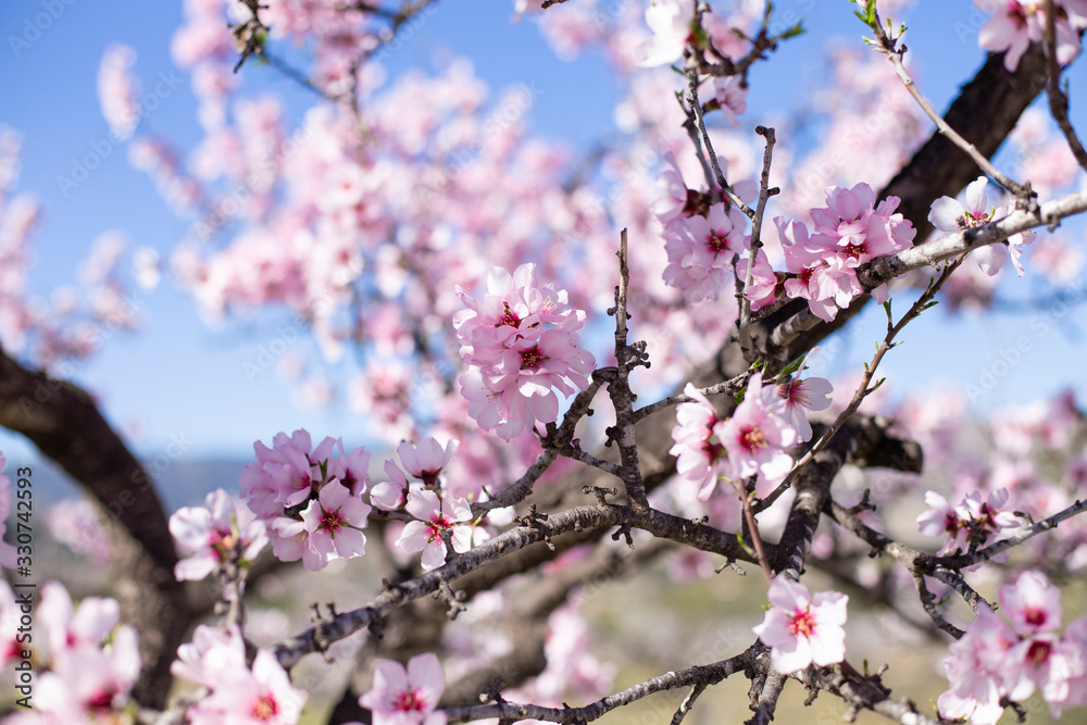 Spring blossom background. Beautiful nature scene with blooming tree on sunny day. Spring flowers. Beautiful orchard in Springtime. Abstract background.