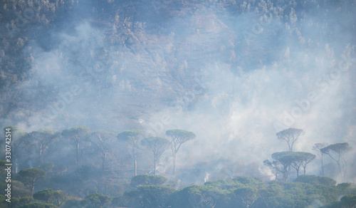 Wildfire burning a forest of trees on a mountain with smoke and mist.