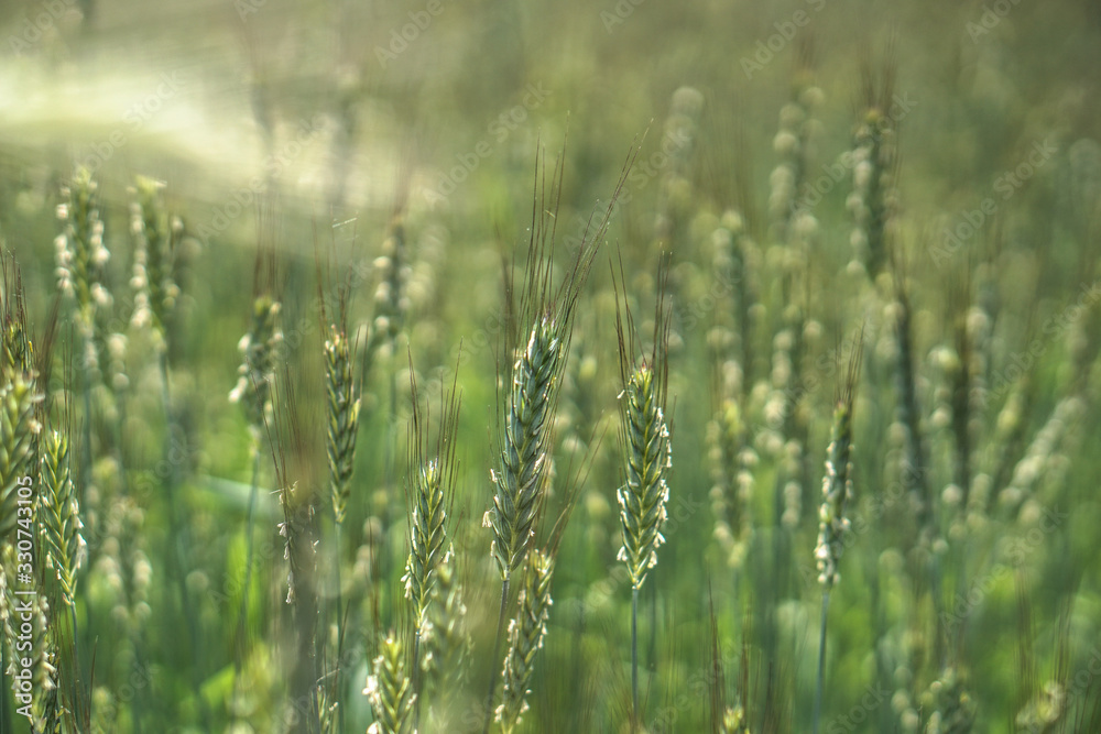 Sown farm field with wheat and cereal. Spikelets of barley and oats. Agricultural garden with bread for food. Industrial stock theme