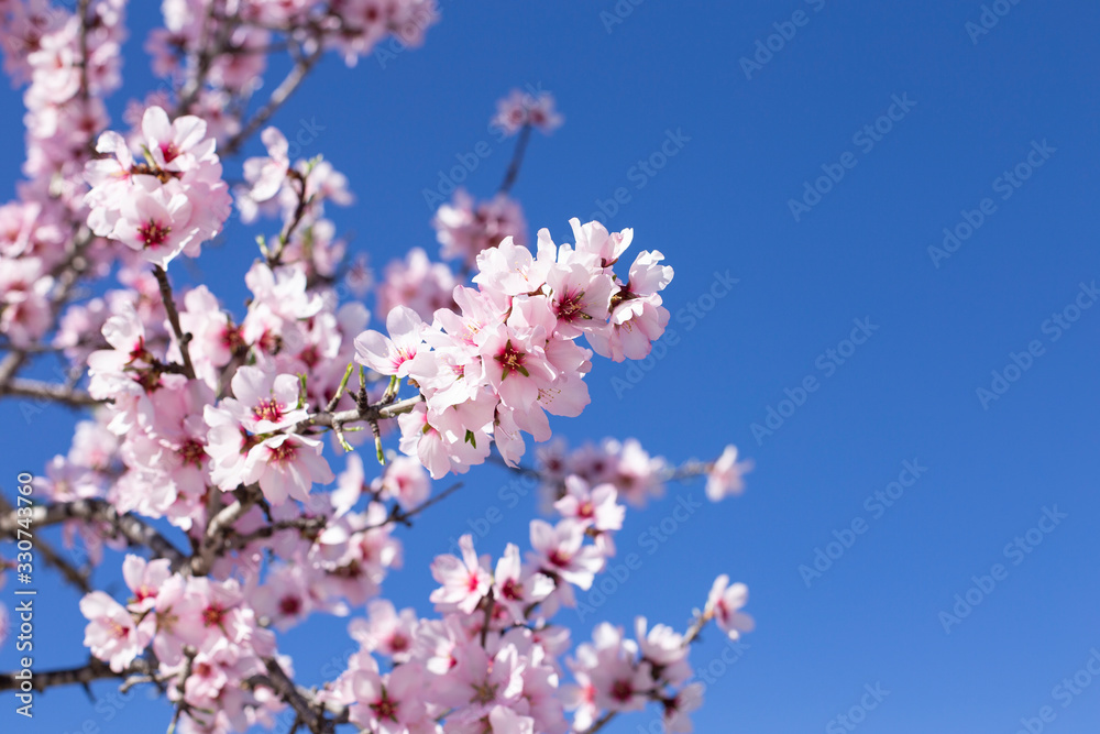 Spring blossom background. Beautiful nature scene with blooming tree on sunny day. Spring flowers. Beautiful orchard in Springtime. Abstract background.