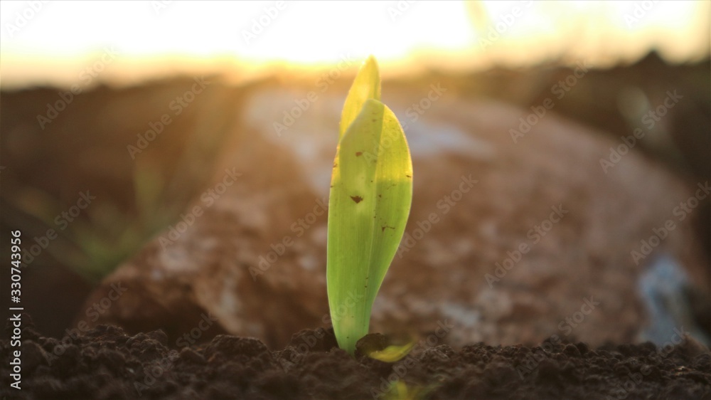 Corn seedlings with sunlight Thailand Corn seedlings with sunlight Thailand