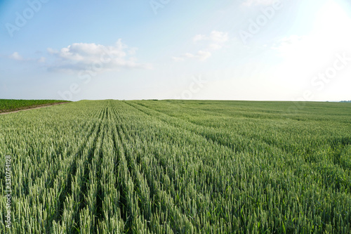 Sown farm field with wheat and cereal. Spikelets of barley and oats. Agricultural garden with bread for food. Industrial stock theme