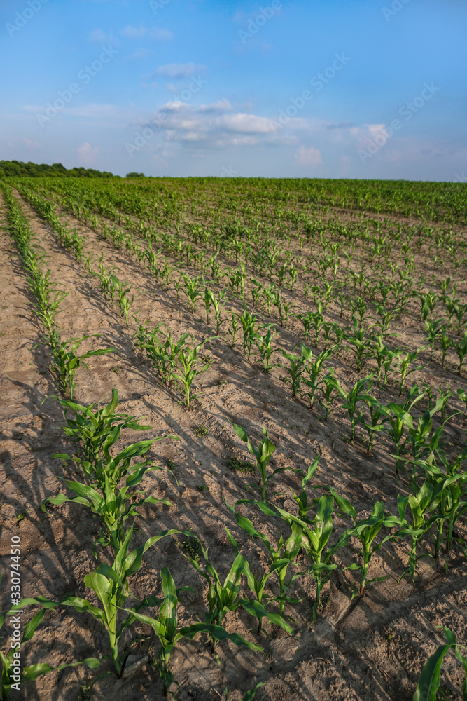 Planted crop farm field. The fertile land of the agricultural sector. food on black soil in the garden. Industrial stock theme