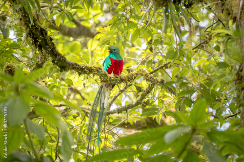 Quetzal Männchen Costa Rica Vogel