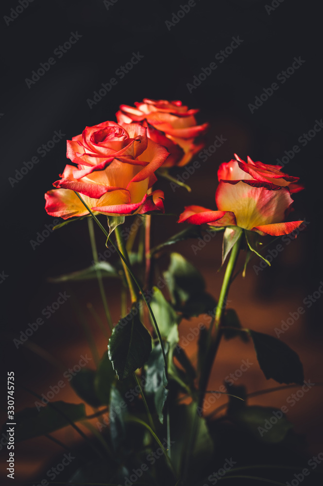 Obraz premium Bouquet of fresh roses. Roses on dark background. 