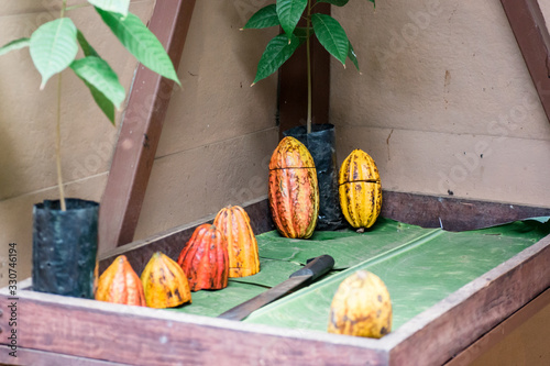 Kakaopflanze photo