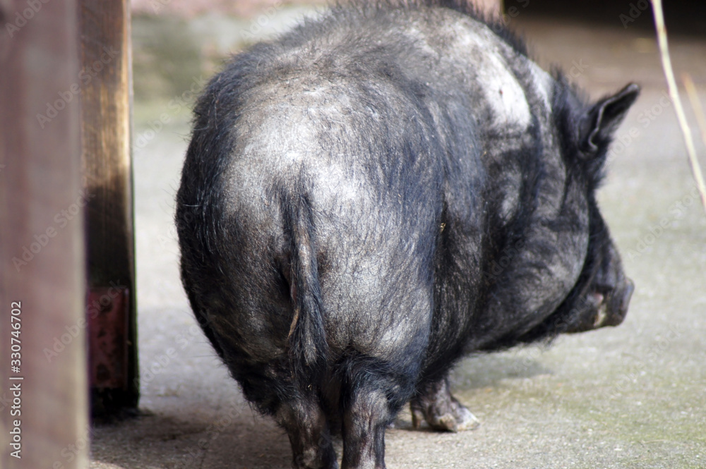 Nahaufnahme eines Wollschwein Mangalica-Schwein Nahaufnahme eines Wollschwein Mangalica-Schwein